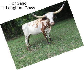 For Sale: 11 Longhorn Cows