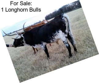 For Sale: 1 Longhorn Bulls