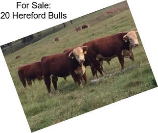 For Sale: 20 Hereford Bulls