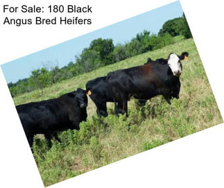 For Sale: 180 Black Angus Bred Heifers