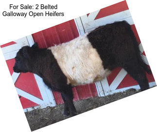 For Sale: 2 Belted Galloway Open Heifers