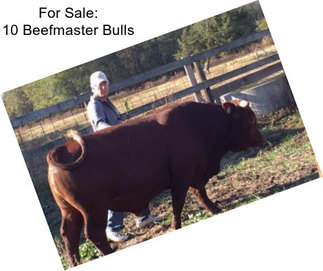 For Sale: 10 Beefmaster Bulls