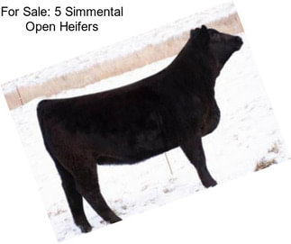 For Sale: 5 Simmental Open Heifers