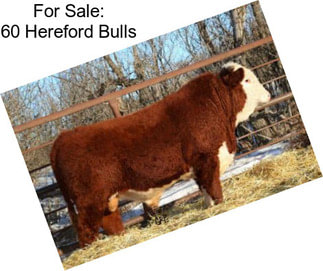 For Sale: 60 Hereford Bulls