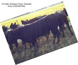 For Sale: 20 Angus Cross, Charolais Cross Cow/Calf Pairs