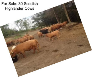 For Sale: 30 Scottish Highlander Cows