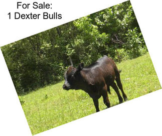 For Sale: 1 Dexter Bulls