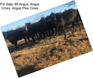 For Sale: 65 Angus, Angus Cross, Angus Plus Cows