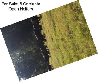 For Sale: 8 Corriente Open Heifers