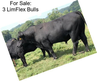 For Sale: 3 LimFlex Bulls