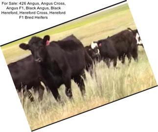 For Sale: 426 Angus, Angus Cross, Angus F1, Black Angus, Black Hereford, Hereford Cross, Hereford F1 Bred Heifers