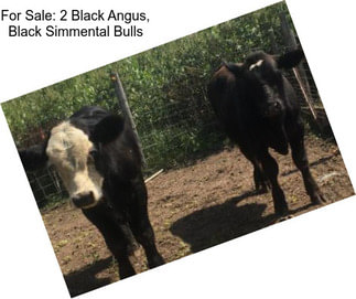 For Sale: 2 Black Angus, Black Simmental Bulls