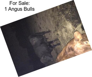 For Sale: 1 Angus Bulls