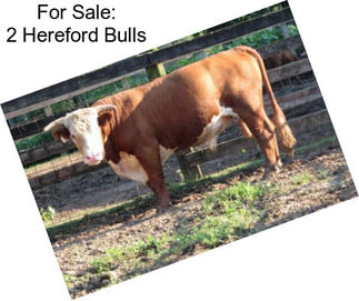 For Sale: 2 Hereford Bulls