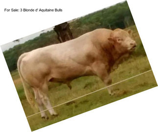 For Sale: 3 Blonde d\' Aquitaine Bulls