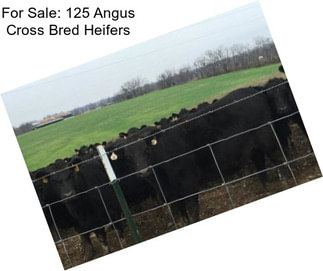 For Sale: 125 Angus Cross Bred Heifers