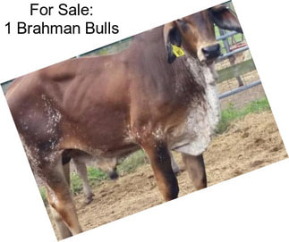 For Sale: 1 Brahman Bulls