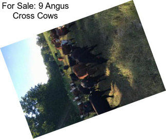 For Sale: 9 Angus Cross Cows