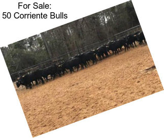 For Sale: 50 Corriente Bulls