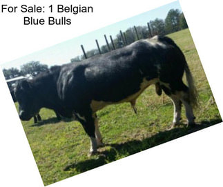 For Sale: 1 Belgian Blue Bulls