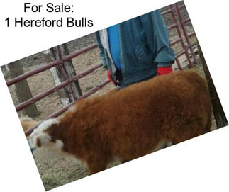 For Sale: 1 Hereford Bulls