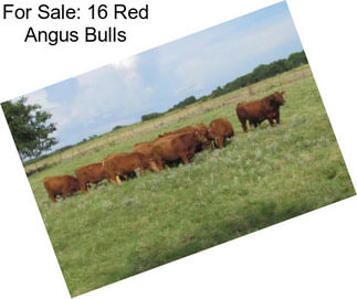 For Sale: 16 Red Angus Bulls