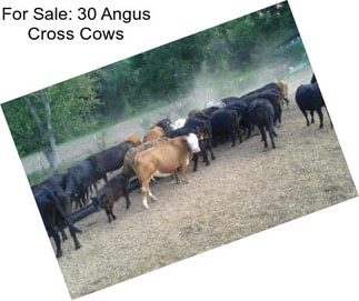 For Sale: 30 Angus Cross Cows