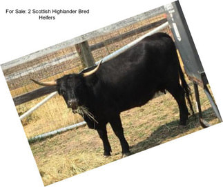 For Sale: 2 Scottish Highlander Bred Heifers