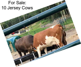 For Sale: 10 Jersey Cows