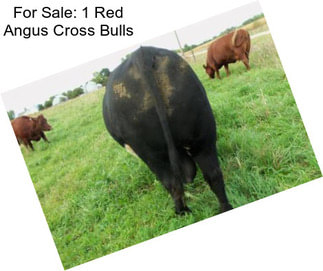 For Sale: 1 Red Angus Cross Bulls