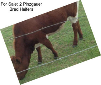 For Sale: 2 Pinzgauer Bred Heifers