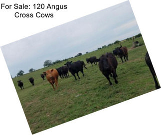 For Sale: 120 Angus Cross Cows