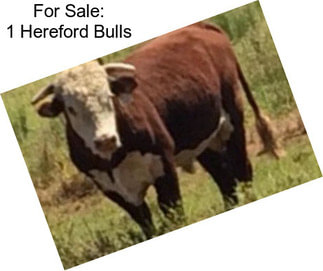 For Sale: 1 Hereford Bulls