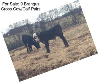 For Sale: 9 Brangus Cross Cow/Calf Pairs