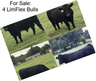 For Sale: 4 LimFlex Bulls