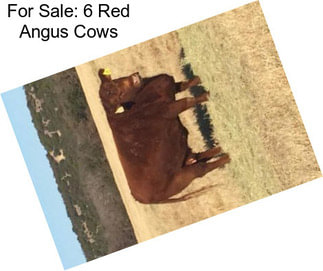 For Sale: 6 Red Angus Cows