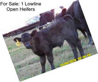 For Sale: 1 Lowline Open Heifers