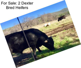 For Sale: 2 Dexter Bred Heifers