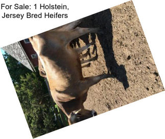For Sale: 1 Holstein, Jersey Bred Heifers