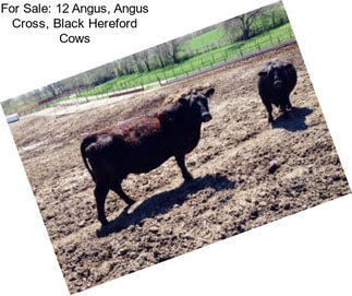 For Sale: 12 Angus, Angus Cross, Black Hereford Cows