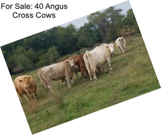For Sale: 40 Angus Cross Cows