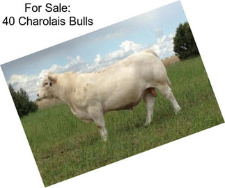 For Sale: 40 Charolais Bulls