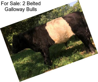 For Sale: 2 Belted Galloway Bulls