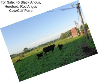 For Sale: 45 Black Angus, Hereford, Red Angus Cow/Calf Pairs