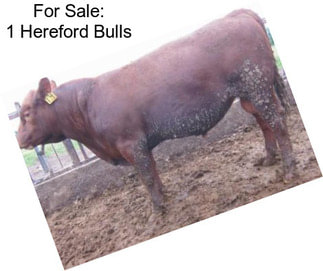 For Sale: 1 Hereford Bulls