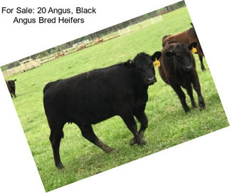 For Sale: 20 Angus, Black Angus Bred Heifers