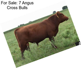 For Sale: 7 Angus Cross Bulls