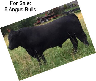 For Sale: 8 Angus Bulls