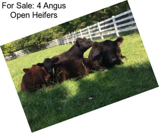 For Sale: 4 Angus Open Heifers