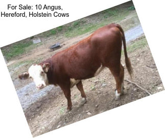 For Sale: 10 Angus, Hereford, Holstein Cows